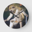 Search for monkey time Animal