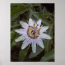 Search for passionate posters Floral