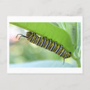 Search for blacks horizontal postcards Yellow