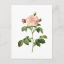 Search for redoute postcards Illustration