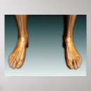 Search for ankle posters Feet