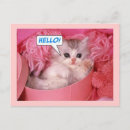 Search for pretty kitty postcards Pink