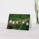 Search for snowdrop cards Photography