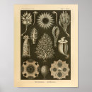 Search for sponge art Sea life