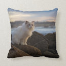 Search for ragdoll cat cushions Feline