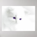 Search for soft kitty posters White