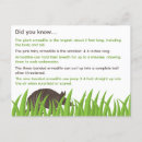 Search for armadillo postcards Cute