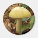 Search for fungus magnets Mushroom
