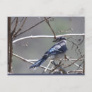 Search for jay bird postcards Birds