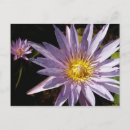 Search for flower petals postcards Lilies