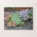 Search for succulent puzzles Echeveria