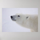 Search for manitoba posters White