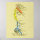 Search for cervical Spine