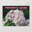 Search for mountain laurel flower postcards Pennsylvania