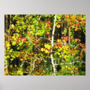 Search for fall colours posters Forest