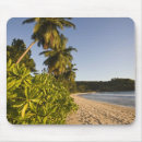 Search for seychelles mouse mats Palm tree