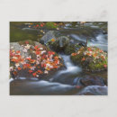 Search for maple postcards Scenic