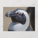 Search for african penguin postcards Penguins
