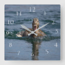 Search for duck clocks Nature