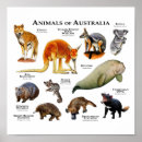 Search for wallaby posters Wildlife