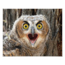 Search for fledgling Wildlife
