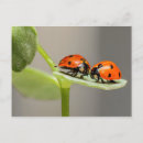 Search for beetles horizontal postcards Animal