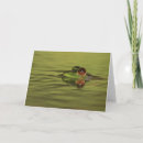 Search for bullfrog cards Wildlife