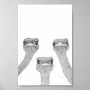 Search for ostrich posters Nature