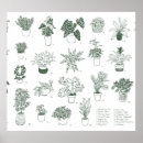 Search for pot plants posters Tree