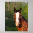 Search for clydesdale horse art Headshot