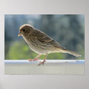 Search for finch posters Cute