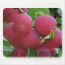 Search for apple tree photography Red