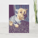 Search for cute yorkie cards Puppy