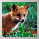 Search for habitat posters Wildlife