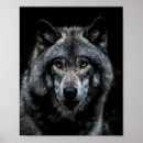 Search for animal guide posters Wolves