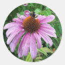 Search for echinacea stickers Pink
