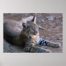 Search for sonoran posters Wildlife