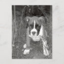 Search for boxers postcards Portrait