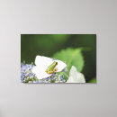 Search for tree frog art Focus