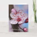 Search for cherry blossom cards Photography