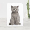 Search for british shorthair cards Nature