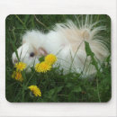 Search for guinea pig mouse mats Pets