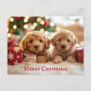 Search for golden doodle postcards Pet