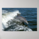 Search for bottlenose posters Blue