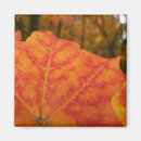 Search for red maple magnets Fall