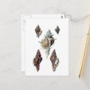 Search for vintage seashell postcards Beach