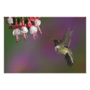 Search for archilochus posters Ruby throated hummingbird