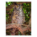 Search for owl portrait posters Eyes