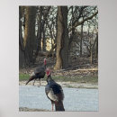 Search for wild turkey posters Photography