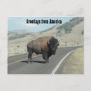 Search for yellowstone bison postcards America